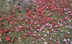 Romulea sabulosa