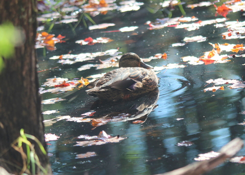 Mallard photographed in New Hampshire