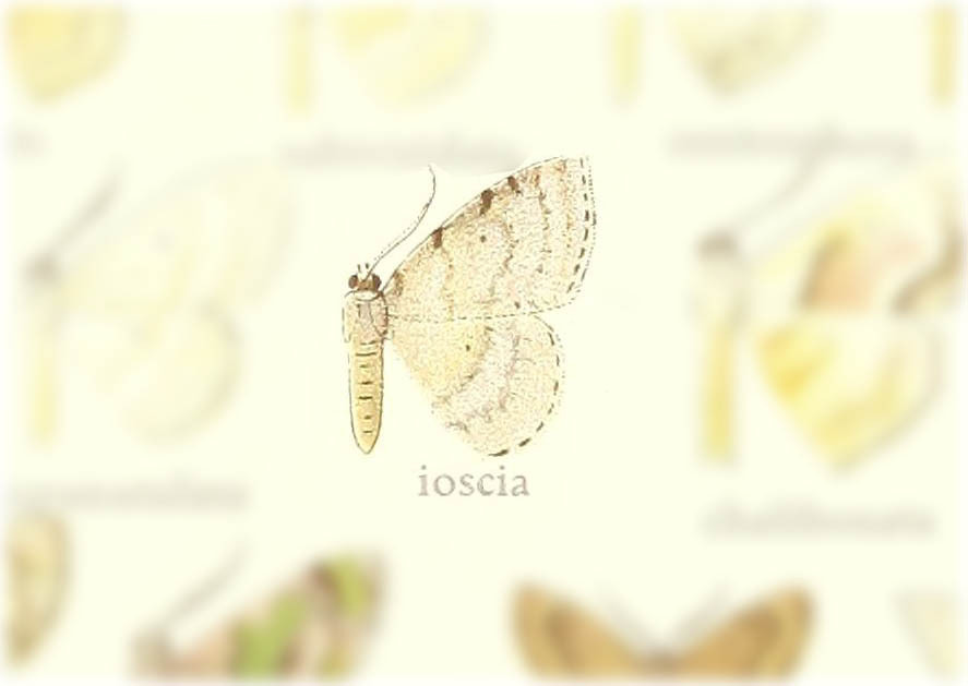 Somatina ioscia