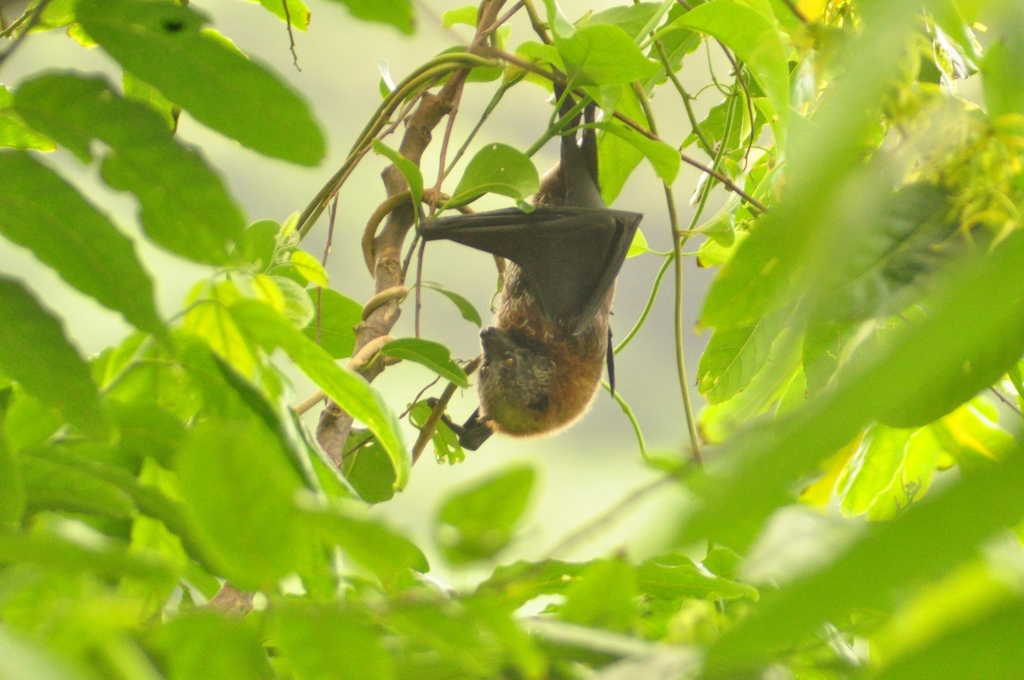 Samoan Flying Fox