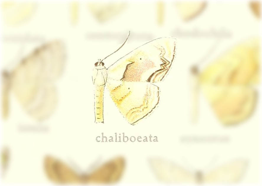 Somatina chalyboeata