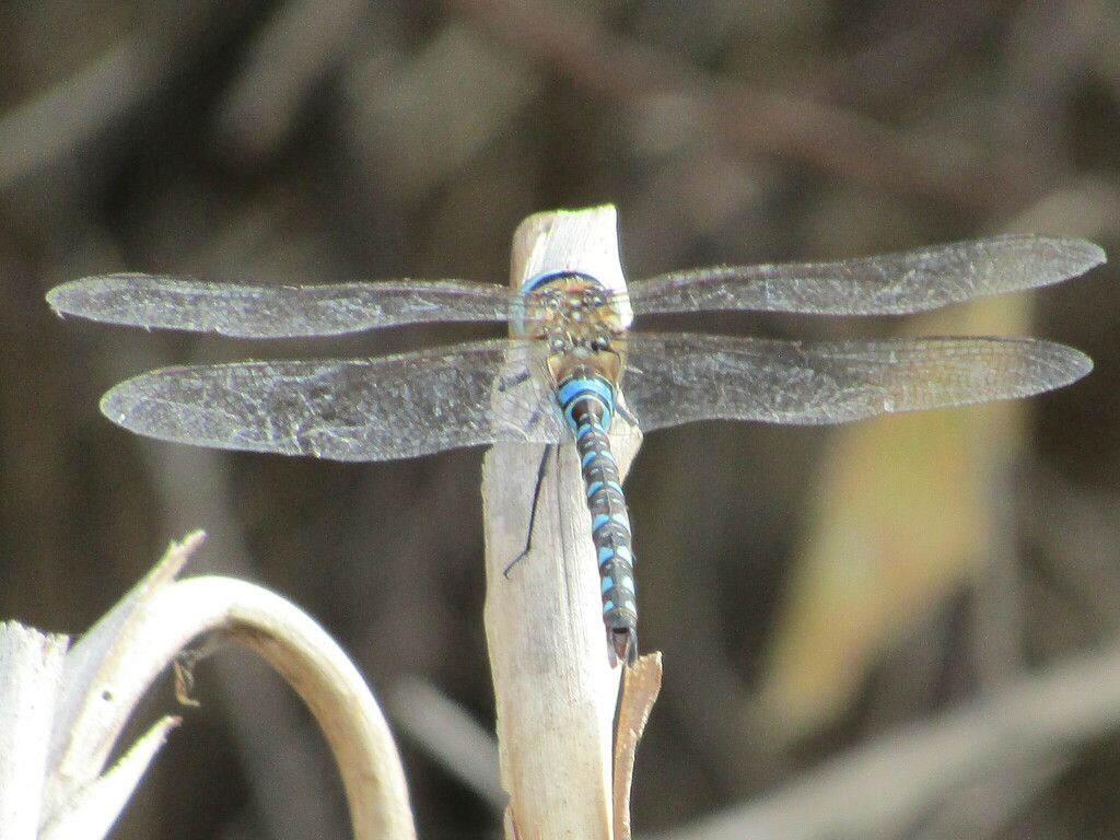 Migrant Hawker