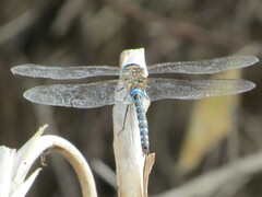Migrant Hawker