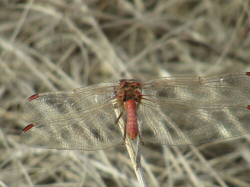 Southern Darter photo 2