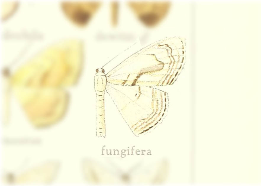 Somatina fungifera
