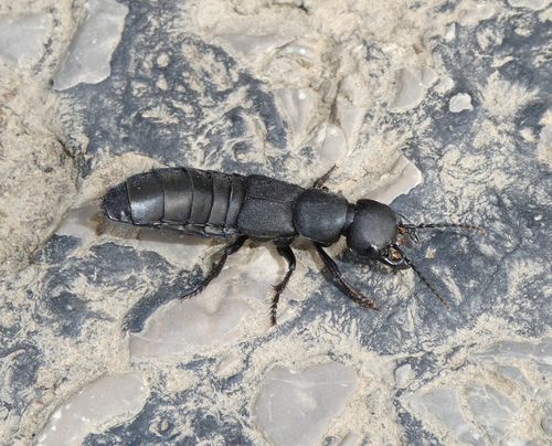 Devil's Coach Horse Beetle, photo 6 of 10