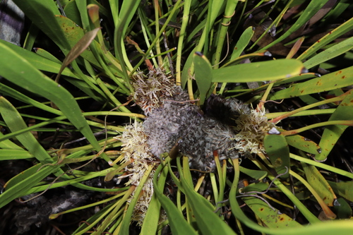Image of Isopogon polycephalus by (c) Thomas Mesaglio, some rights reserved (CC BY)