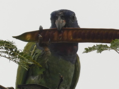 Pionus menstruus