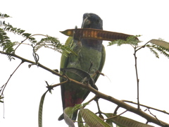 Pionus menstruus