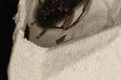 Plutella xylostella-australiana