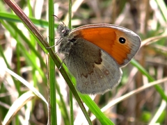 Coenonympha pamphilus