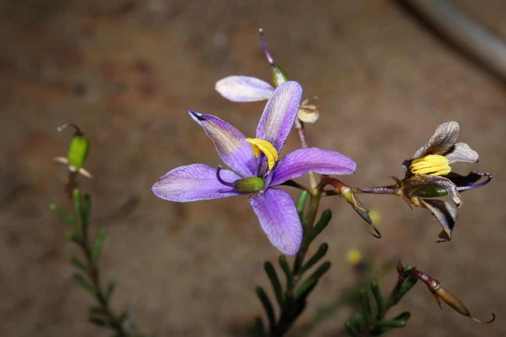 Cheiranthera brevifolia