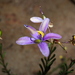 Cheiranthera brevifolia - Photo 由 Thomas Mesaglio 所上傳的 (c) Thomas Mesaglio，保留部份權利CC BY