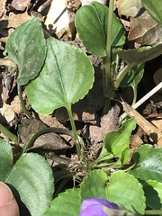 Viola reichenbachiana