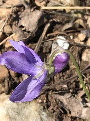 Viola reichenbachiana