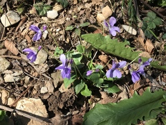Viola reichenbachiana