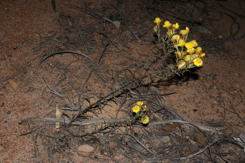 Image of Waitzia suaveolens by (c) Thomas Mesaglio, some rights reserved (CC BY)