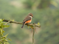 Pyrocephalus rubinus