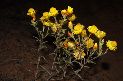 Image of Waitzia suaveolens by (c) Thomas Mesaglio, some rights reserved (CC BY)