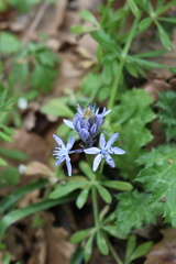 Hyacinthoides italica