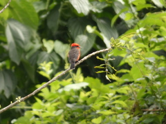 Pyrocephalus rubinus