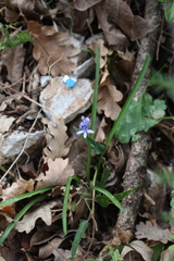 Hyacinthoides italica