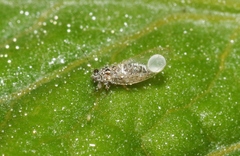Bactericera cockerelli