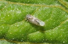 Bactericera cockerelli