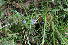 Hyacinthoides italica