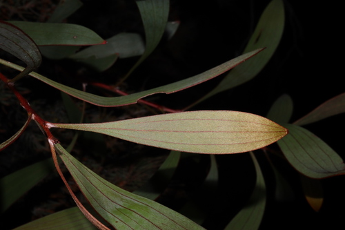 Image of Hakea laurina by (c) Thomas Mesaglio, some rights reserved (CC BY)
