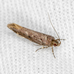 Macrobathra nephelomorpha