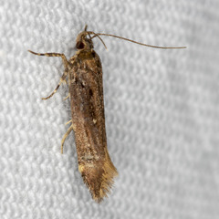 Macrobathra nephelomorpha