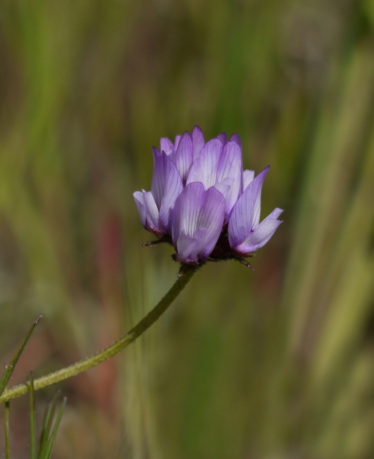 Astragalus breweri