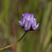 Brewer's Milkvetch - Photo (c) randomtruth, some rights reserved (CC BY-NC-SA)