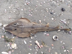 Pseudobatos planiceps