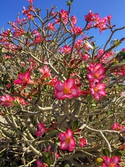 Adenium obesum