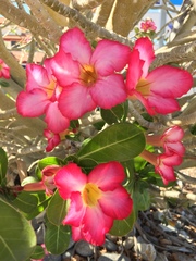 Adenium obesum