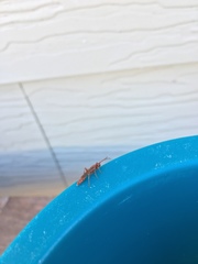 Spilichneumon