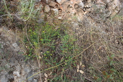 Euphorbia spinosa