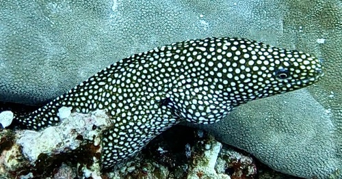 Whitemouth Moray (Gymnothorax meleagris)