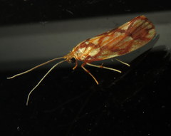 Lactura panopsia