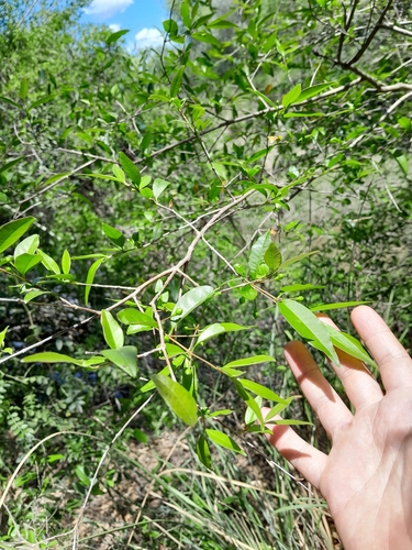 Psidium kennedyanum, 2023-10-15