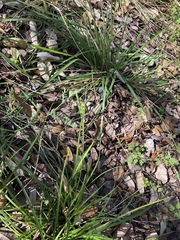 Carex planostachys