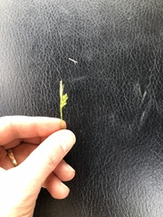 Carex planostachys