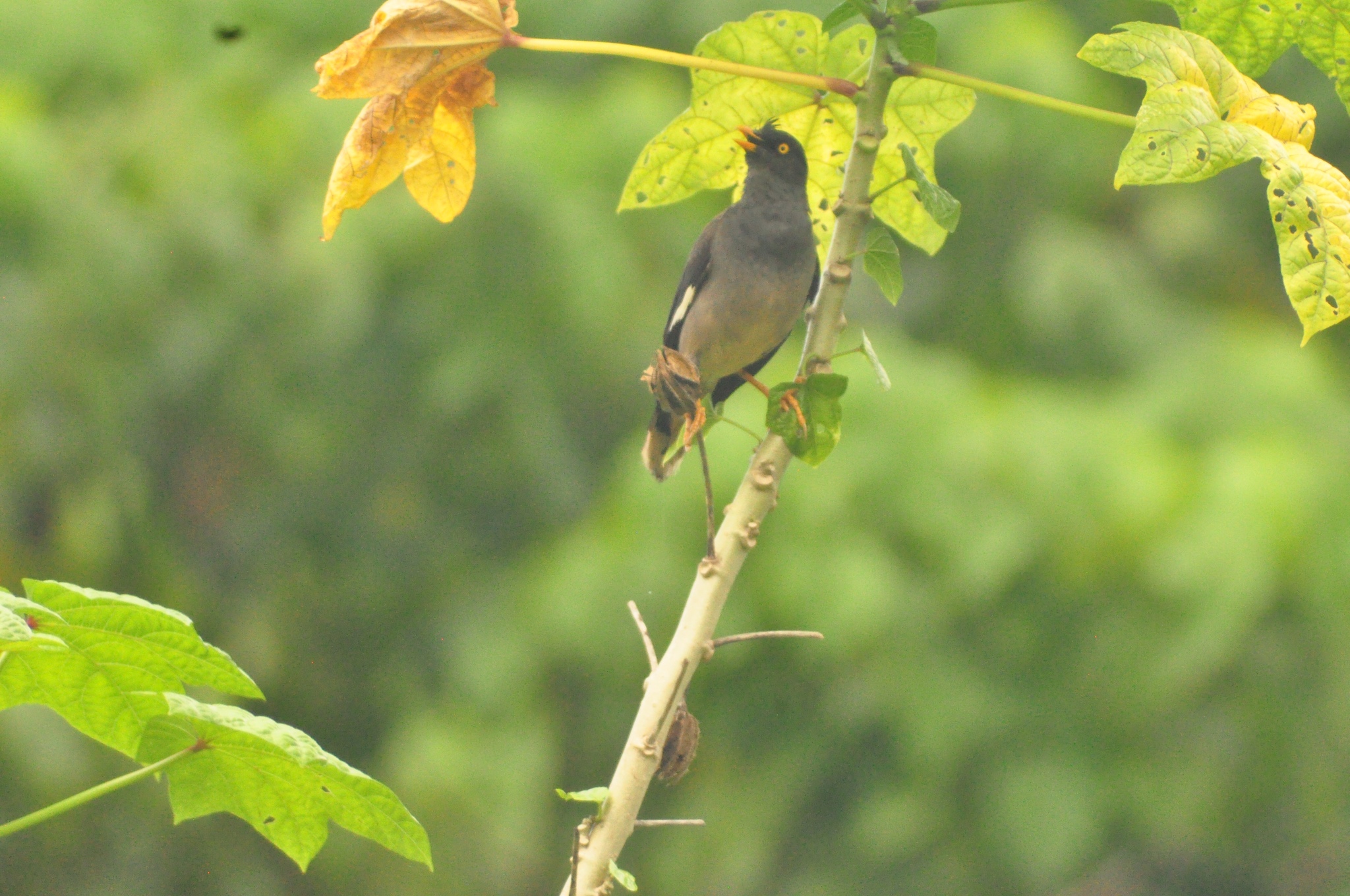 Jungle Myna