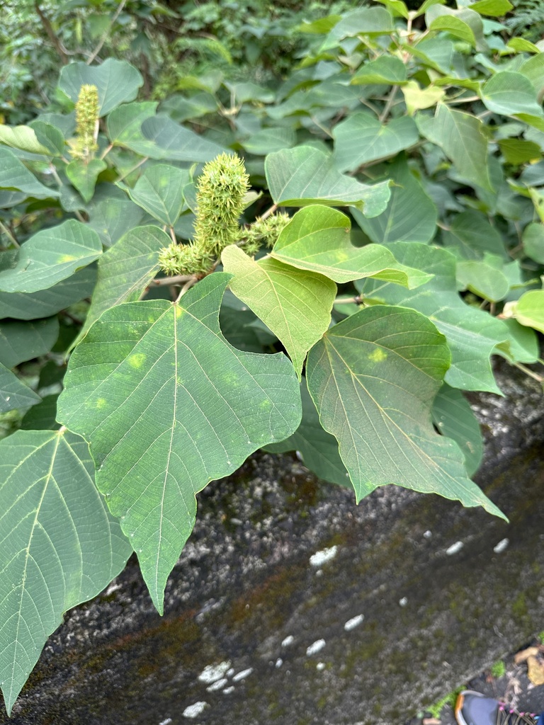 Mallotus from 臺灣島, 新店區, NWT, TW on October 23, 2023 at 0850 AM by