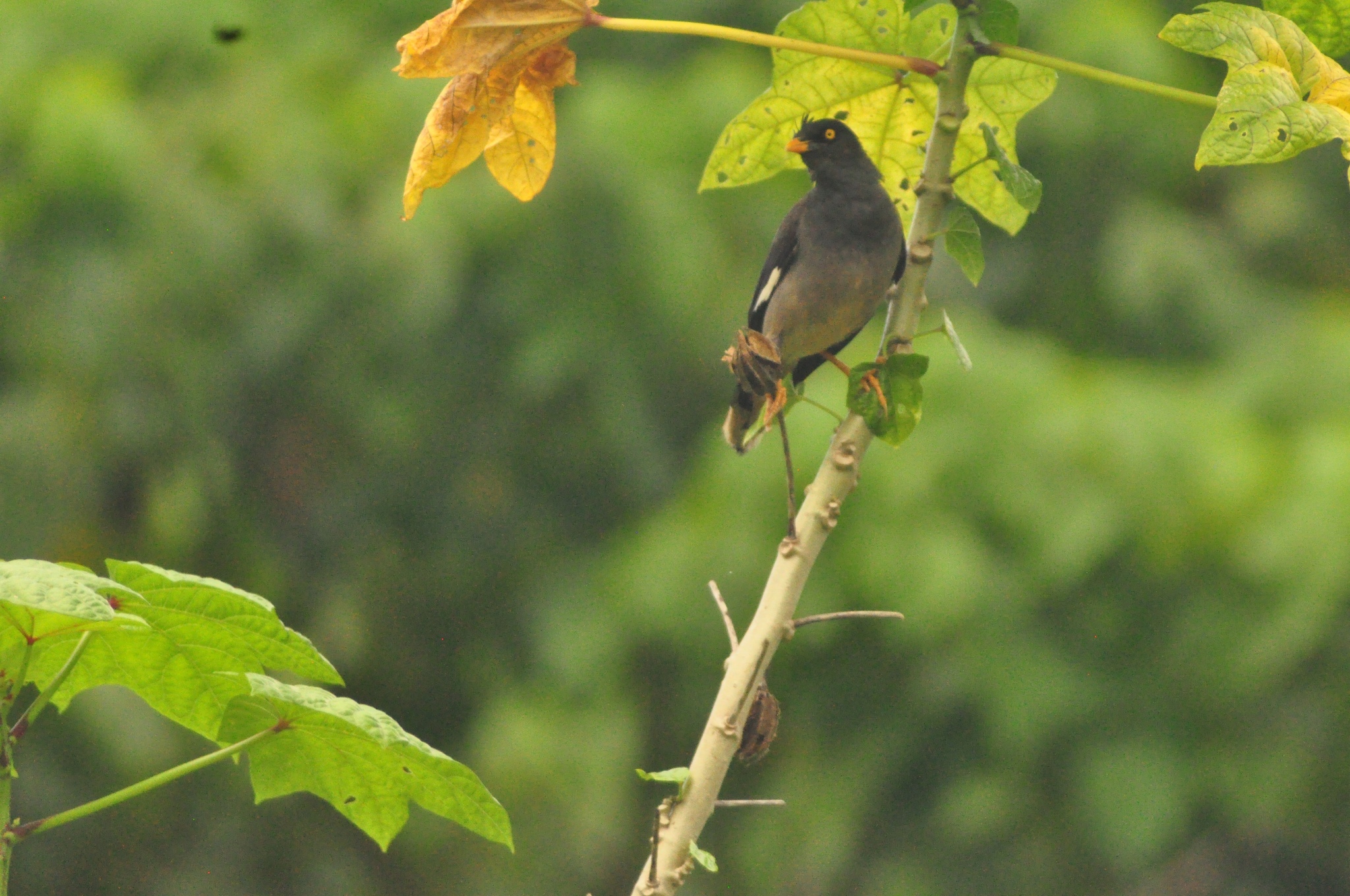 Jungle Myna