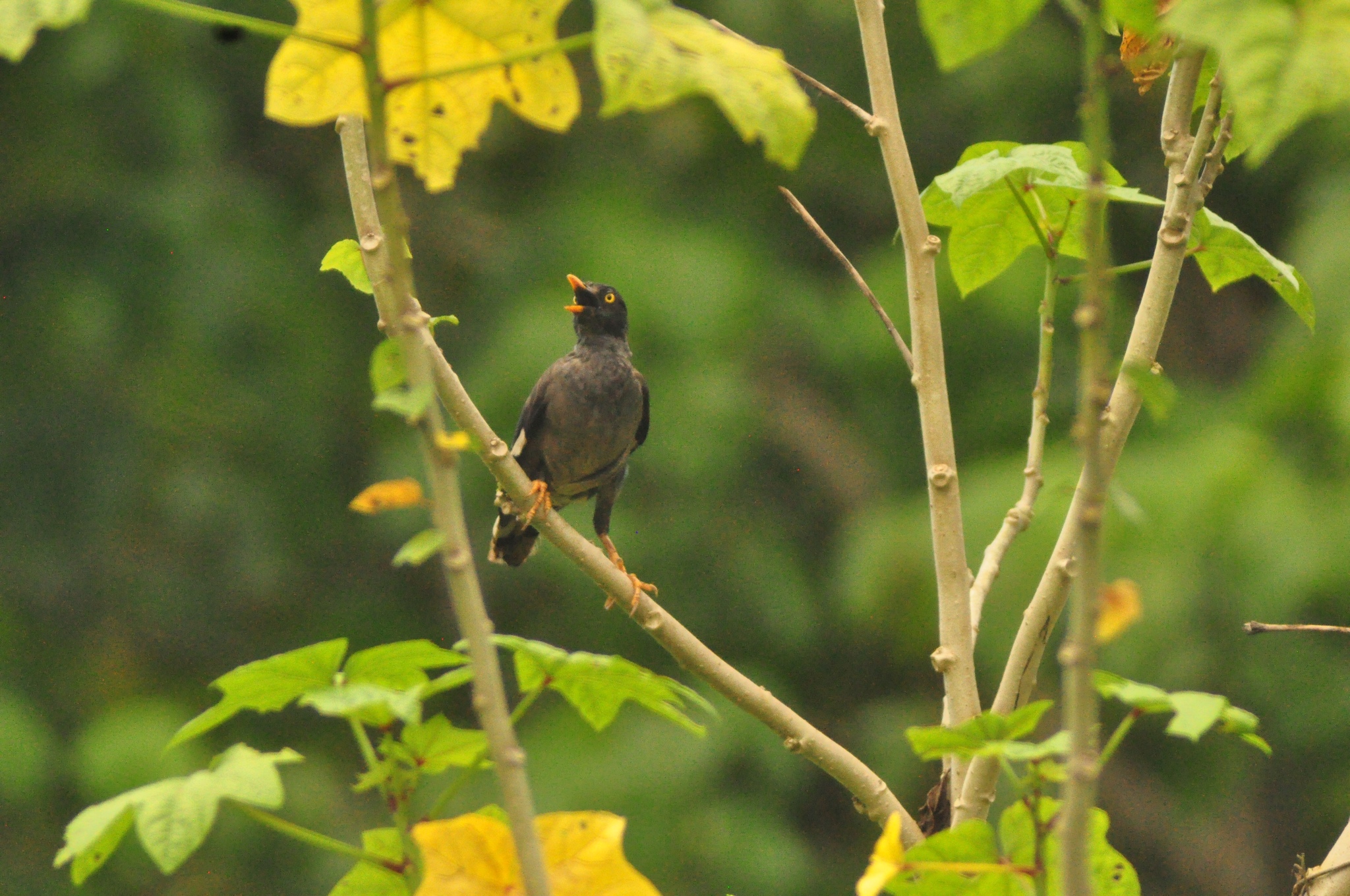Jungle Myna