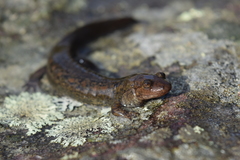 Desmognathus kanawha