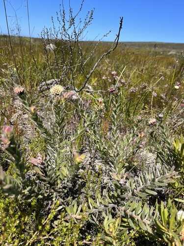 White Buxy Pinchusion hybrid (Leucospermum pedunculatum)